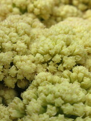 Zbliżenie na kwiat kalafiora © Kumulugma
