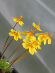 Zbliżenie na żółte kwiaty rośliny z gatunku Leptosifon © Kumulugma