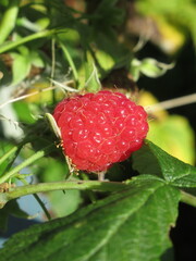 Zbliżenie na młode owoce maliny © Kumulugma