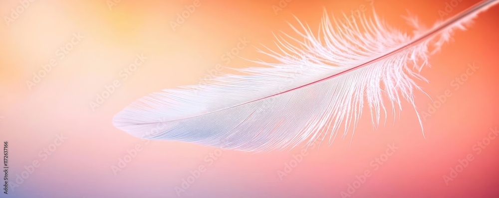 Poster Feather abstract background concept. A delicate feather floating against a dreamy orange and pink background.