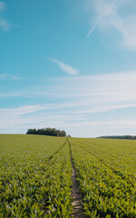Path through field. Blue sky. Background. Space for copy. Marketing. Positive. Way Forward.	