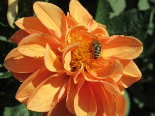 Zbliżenie na kwiat rośliny z gatunku dalia © Kumulugma