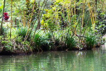 Scenic View of Green Forest in Rural Asia