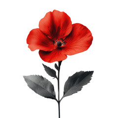 Elegant White Bloom on Clean Background, showcasing simplicity and purity, emphasizing delicate petals and subtle beauty