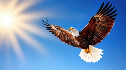 Obraz premium Eagle soaring gracefully under bright sunlight wildlife photography clear blue sky aerial view freedom and power