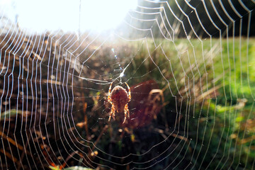 Fototapeta premium Pająk krzyżak – z rodziny krzyżakowatych (Araneidae) jest pięknym i znanym pająkiemna owłoku jest znak podobny do krzyża.