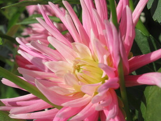 Zbliżenie na kwiat rośliny z gatunku dalia © Kumulugma