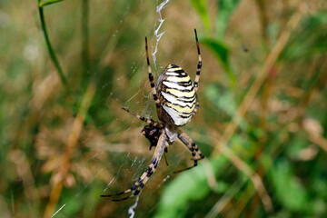 Tygrzyk paskowany (Argiope bruennichi) jest pięknym ptakiem którego ubarwienie jest podobne do futra tygrysa.