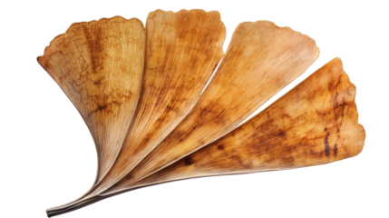 Ginkgo biloba leaf isolated on white transparent background