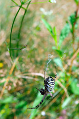 Tygrzyk paskowany (Argiope bruennichi) jest pięknym ptakiem którego ubarwienie jest podobne do futra tygrysa.