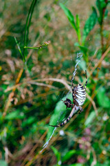 Tygrzyk paskowany (Argiope bruennichi) jest pięknym ptakiem którego ubarwienie jest podobne do futra tygrysa.