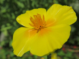 Zbliżenie na kwiaty rośliny z gatunku Eschscholzia californica © Kumulugma