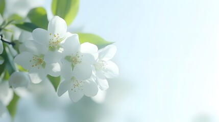 Fototapeta premium single of jasmine, white background, Generative AI 