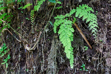 Texture of Fertile Rural Soil in Asian Countryside