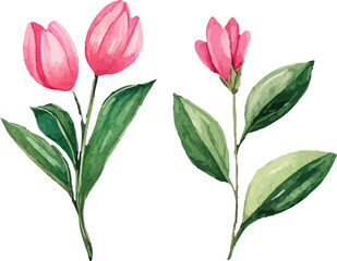 bouquet of pink tulips