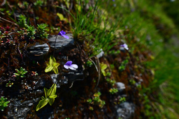 Common butterwort // Gemeines Fettkraut (Pinguicula vulgaris) - Prokletije National Park, Montenegro