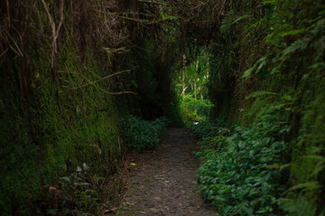 Step into the mystical forest path, where lush moss-covered walls and a tranquil, shaded trail invite you to explore the heart of nature. A serene escape into the natural world