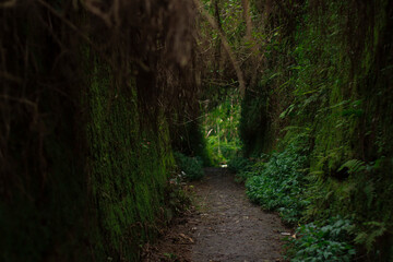 Step into the mystical forest path, where lush moss-covered walls and a tranquil, shaded trail invite you to explore the heart of nature. A serene escape into the natural world