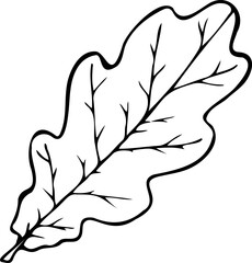 Hand drawn vector line illustration of Oak leaf isolated on a white background.