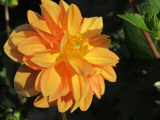 Zbliżenie na kwiat rośliny z gatunku dalia © Kumulugma