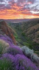 Fototapeta premium Lavender Blooms on Hillside at Sunset