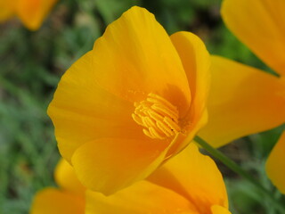 Zbliżenie na kwiaty rośliny z gatunku Eschscholzia californica © Kumulugma