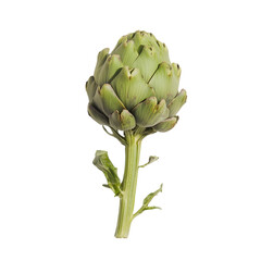 Fototapeta premium Vibrant green artichoke isolated on white background food photography studio setup bright lighting close-up view for culinary use