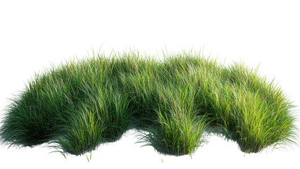 Minimalist grass arrangement on a clean white backdrop, showcasing simplicity and elegance in design and composition.