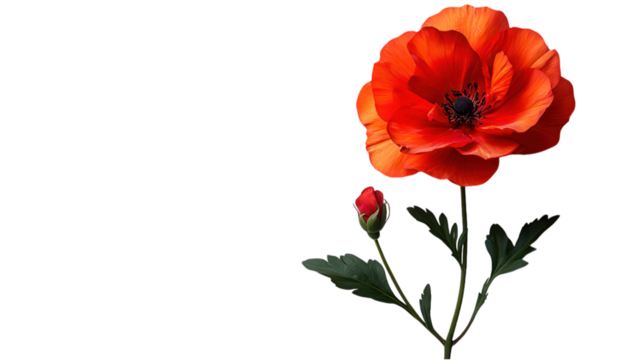 Elegant white flower on a clean background, emphasizing simplicity and purity, ideal for minimalistic design and aesthetic appeal