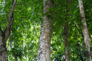 Tree Trunk with Natural Texture