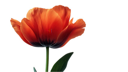 Elegant White Blossom on a Simple White Canvas, showcasing the beauty of minimalism and tranquility in floral design