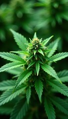 Fototapeta premium Intricate cannabis leaf detail, vibrant green hues, growth, organic