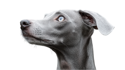 Minimalist dog silhouette against a clean white backdrop, emphasizing form and simplicity in a contemporary design aesthetic.