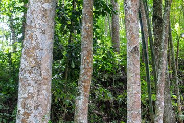 Tree Trunk with Natural Texture