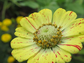 Zbliżenie na kwiat rośliny z gatunku cynia © Kumulugma