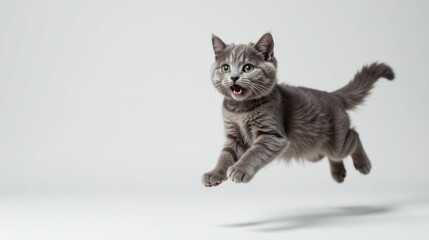 Obraz premium A playful grey kitten leaps gracefully through the air, exhibiting youthful energy and feline agility on a clean white background.