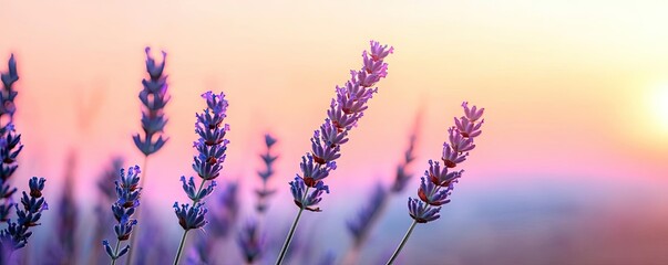 Minimal skies idea. A serene sunset featuring blooming lavender flowers in vibrant purple hues.