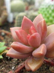 Zbliżenie na młode listki sedum © Kumulugma