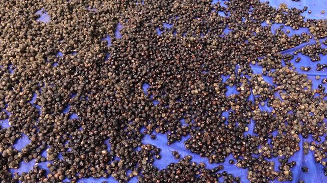 Dried Fruits of Sapindus Mukorossi as Indian Soapberry, Washnut, Ritha. Raw materials for making herbal medicines ready for sale.