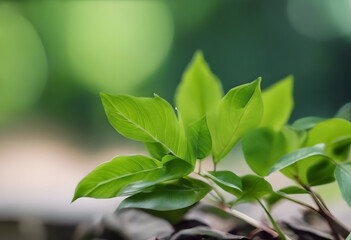 Obraz premium Close-up of green leaves with a blurred background, symbolizing nature and eco-friendly practices.