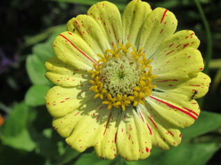 Zbliżenie na kwiat rośliny z gatunku cynia © Kumulugma