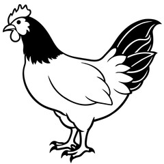 hen and rooster