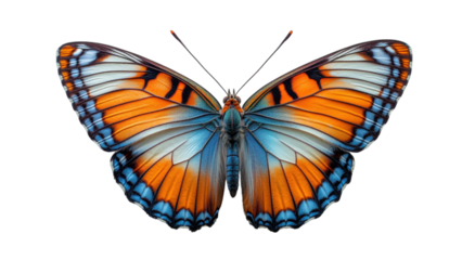 Delicate butterfly illustration, minimalist design, soft white backdrop, elegant simplicity, artistic expression