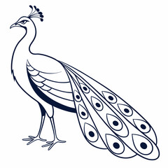 Obraz premium peacock feather illustration