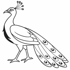 peacock feather illustration