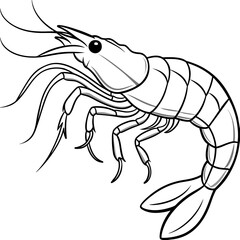 illustration of shrimp