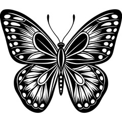 black and white butterfly
