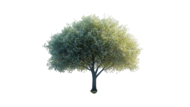 Sleek Minimalist Tree Design, a solitary tree silhouette against a crisp white backdrop, emphasizing simplicity and elegance in form.