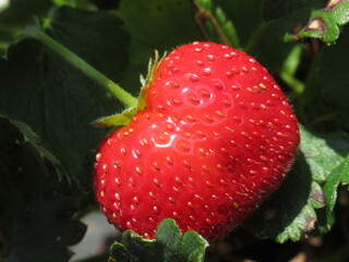 Zbliżenie na owoce truskawki © Kumulugma