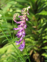 Zbliżenie na kwiat dzikiego groszku